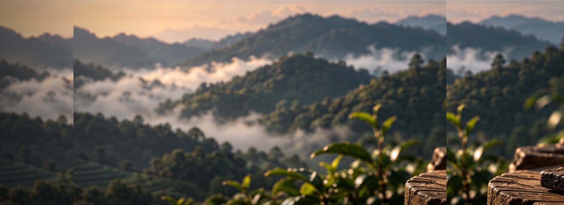 Misty tea mountains at dawn