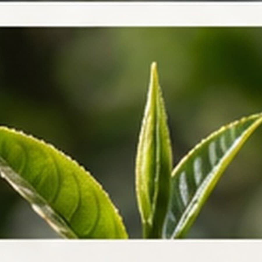 Dragon Well Origin Leaf